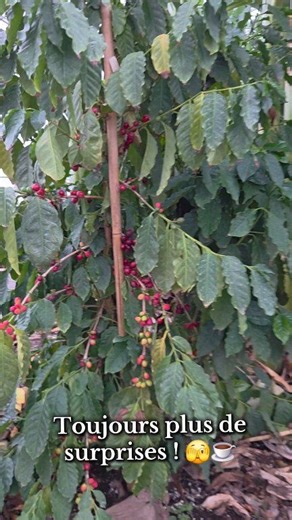 Chez Éco-Verdure, on va à la source. ☕️ Fruits de café cultivés en permaculture avec nos bananiers ! ☕️🪴🍌 Dans notre serre l'Éco-banane , ouverture très bientôt ! ⚜️🙋‍♂️🙋‍♀️ #ecobanane #bananesquebecoises #cafe | Pépinière Éco-Verdure