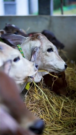 Meet the Calves of Isha Gaushalas