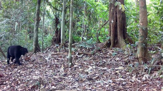 🐻 Back scratches in the wild! Captured on a trail camera deep in the forests of Sumatra, this funny forest moment is also a powerful reminder: sun bears are just one of the many incredible species that thrive in the same forests as the Critically Endangered Sumatran elephants. When you help protect elephants and their habitats, you’re also protecting countless other animals who call these forests home too. Thank you for being here with us. Together, we're making moments like this possible! This