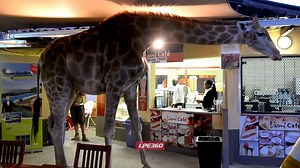 73K views · 825 reactions | Giraffe out on the town | Funny Videos | Facebook