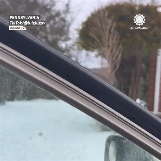 A rare sight in the wild 🤍🦌 Albino deer are incredibly uncommon - only about 1 in 20,000 are born with this striking genetic trait. | AccuWeather