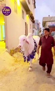 18K views · 2.2K reactions | MASHAALLAH MASHAALLAH ATIF BHAI KA SHOUQ 殺  . . #Fibbicattlefarm #BiggestCollectionof2023 #biggestcowoftheseason2k23 . . #familyphotography #beast #beautiful #family #health #Mashallah #cute #big #love #f4f #Gaints #love #huge #newbornphotography #bodybuilder #calf #prints #trending #mandi #cow #bull #cowmandi #bakraeid #viral #cattle #farm #bakra | Karachi Cow Mandi Services | Facebook
