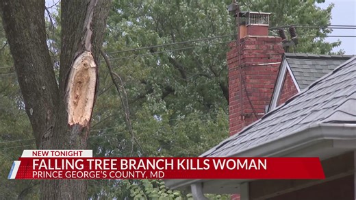 Woman dies after being struck by falling tree branch in Hyattsville