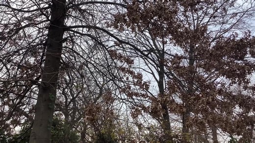 Blue jays and northern Cardinal
