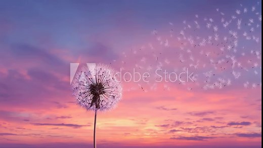 Dandelion flower blowing seeds in wind against beautiful pink and purple sunset sky with soft light clouds