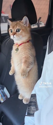 Cute Cats Driving: Amusing Moments with Kittens
