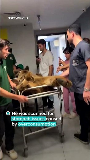 Bear hospitalised after eating too much fruit at Istanbul zoo