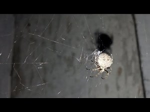 Ternyata Semudah Mengatasi Laba-Laba Dalam Rumah