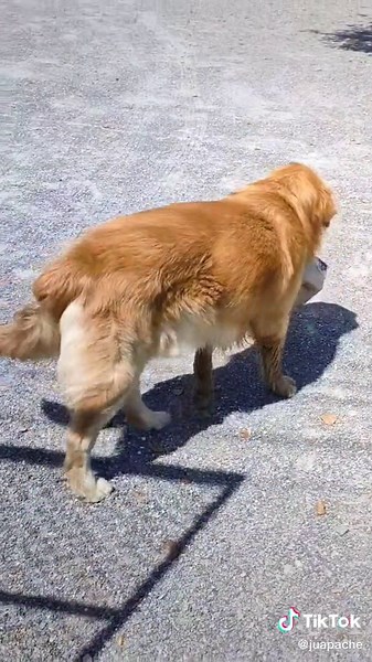 วันนี้กล่องใหญ่คาบไม่ได้ เราเลยทำที่คาบมาให้ด้วย 🐶🐶🐶 #ไอ้ต้าวเบิ้ม #พี่เบิ้ม #พนักงานส่งพัสดุ