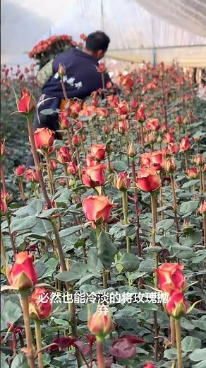 The Secret Code of Roses: Deciphering Flower Language
