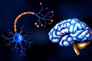 Apa Perbedaan Fungsi dari Neuron Sensorik dan Neuron Motorik? - Bobo
