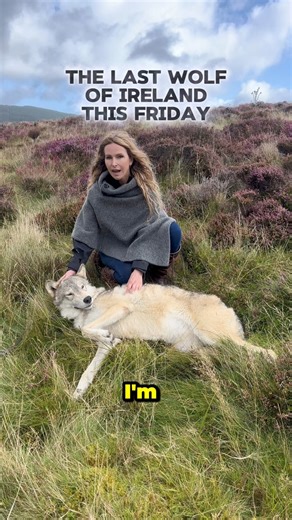 24K views · 1.2K reactions | This Friday on YouTube Animal Watch we...