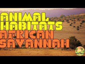 African Savannah Habitat Facts and Sounds for Kids - Home of Elephants, Lions, and Giraffes