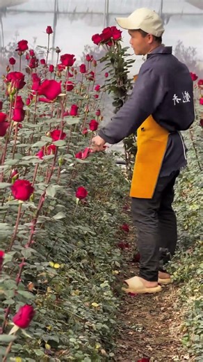 Ross Flower Harvesting Process