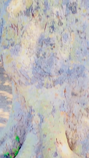 Discover Sidama Culture in Hawassa: A Fun Journey