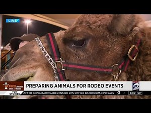 Preparing animals for Rodeo Houston