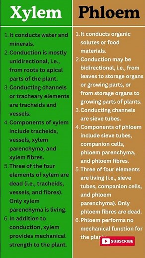 Xylem vs Phloem | Key Differences in Plant Transport Systems Explained!