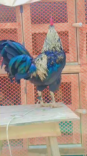Beautiful Rooster Crowing sounds Effect 🐓 Rooster crowing Compilation Plus 2024 . . #RoosterCrowing #Rooster #Crowing #bestroostersound #Chicken #RoosterCrowingSound #roostersound #RoosterCrowingday #chickens #Brahma #Silkierooster #Orpingtonchicken #Pekinbantam #KrährufderHähnevon #verschiedenenHühnerrassen #Vergleich #mondaymotivation #funny #reels #trending #fbreels #AmaZing #viralreels #vairalreel #fyp #viralvideo #NationalChampionship #reels #virals #t20 Golden Buff Orpington Crowing - Buf