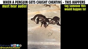 96K views · 599 reactions | LMFAO! MUST HEAR THE AUDIO! I don't know if this is a fair punishment or not! TAG SOMEONE THAT DESERVES THIS! | To Catch a Cheater | Facebook