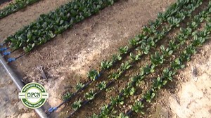 7K views · 93 reactions | Let’s go on a vegetable farm tour! The...