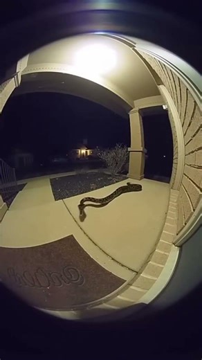 Security camera catches a snake attack 🐍