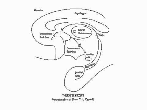 The Papez Circuit - Draw it to Know it - Neuroanatomy Tutorial