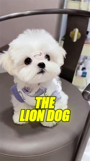 Shih Tzu: The Royal Puppy With 1,000 Years of History 🐶👑