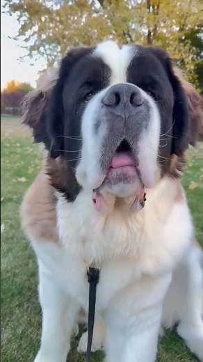 Why Everyone Loves This Giant Dog 🐾 | Saint Bernard Facts