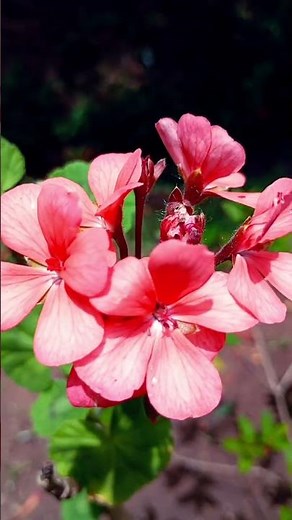 Pé de Prímula-da-Noite: Um Espetáculo de Cores! 🌿, ♥️,🌸, #natureza