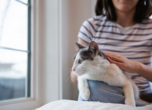 What Can You Give a Cat for Pain? | PetMD