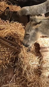 We have over 200 rescued residents at our sanctuary here in Israel. Thank you for supporting our donkey charity. These donkeys are happy & safe now with plenty of food & friends 🧡🥕 More about our charity on website:- www.safehaven4donkeys.org (& take a peep 👀 at our webcam)🙏 | Safe Haven for Donkeys