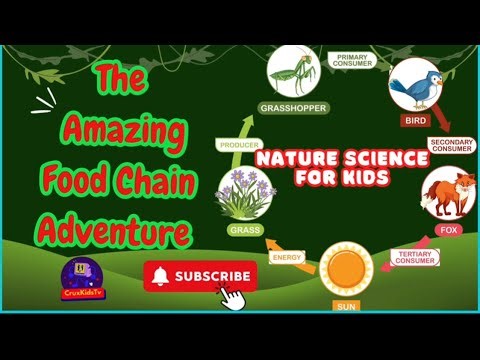 Food Chain Explained: Fun Nature Science for Kids!"