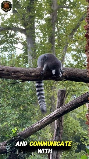 “Why Lemurs Are Madagascar’s Tree Acrobats 🐾 | Amazing Lemur Facts” | lemour #animalfacts