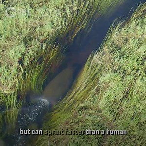 97K views · 1.4K reactions | Uncover the life and true nature of the hippo, as never seen before. | Nature | PBS | Facebook