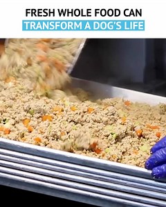 704 reactions · 282 shares | From fridge to bowl, feeding fresh is easy. Whole food nutrition that’s backed by feeding trials and independent scientific research. It’s the #1 vet-recommended fresh food for dogs. | Just Food For Dogs | Facebook