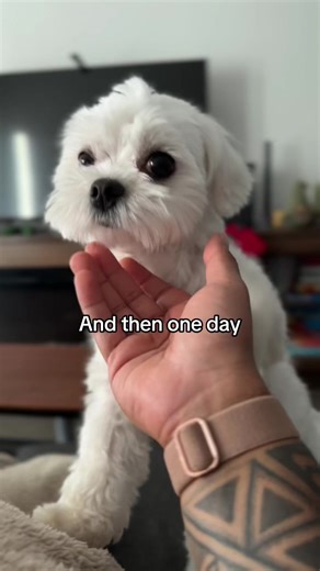 Heartwarming Moments with a Maltese Puppy