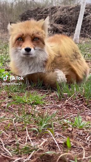 Exploring the Fascinating World of Red Foxes