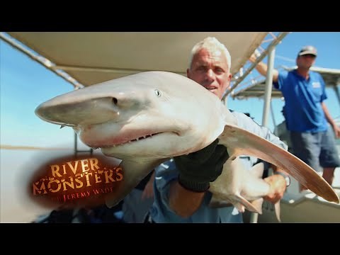 INCREDIBLY Rare Glyphis Shark Catch! | SHARK | River Monsters