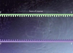 Polymerase Chain Reaction [HD Animation] on Make a GIF