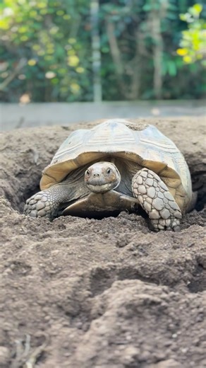 Pasang Sulcata Thailand | Mama sulcata just laid her first clutch of the season#tortoise #pasangsulcata #sulcatatortoise #เลี้ยงเต่า | Instagram