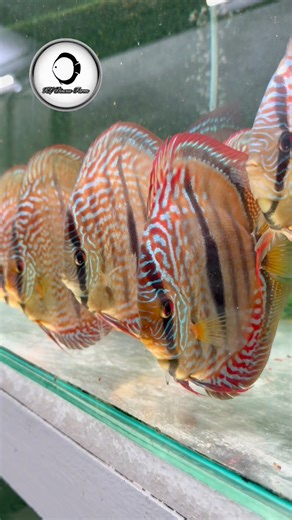 23K views · 1K reactions | Paraconi Heckel Cross KL DISCUS FARM #discusfish #heckelcross #WildCross #discus #aquarium #fish #discustank #aqua | Jackson Keong | Facebook