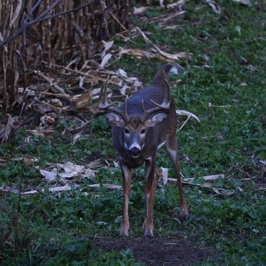 137K views · 221 reactions | Big&J | The difference between a visit and a habit. Pulls deer from your neighbors property and keeps them on yours! | Big & J | Facebook