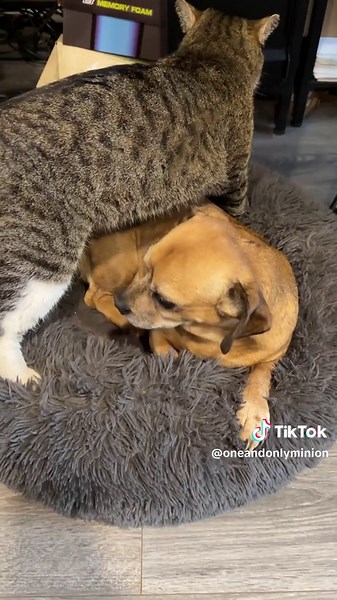 Cloak Steals Minion's Bed in Bed Wars