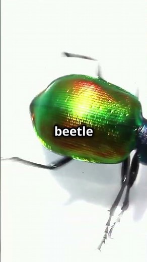 Discover The Australian tiger beetle