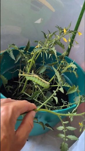 Save the Hornworms Raising Enclosure #pollinators #hornworm