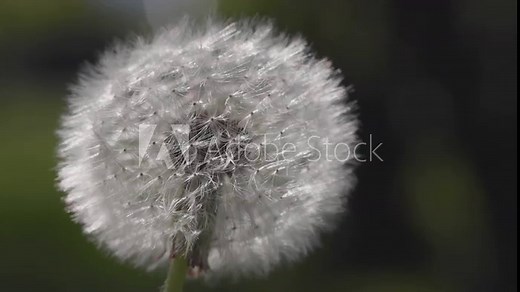 Closeup of a dandelion blowing in the wind, seeds flying away in slow motion
