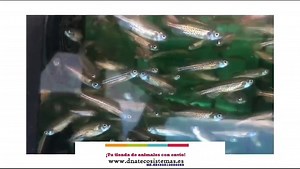 Danio Leopardo M-L Sel. Brachydanio frankei NZ-ES450810000060 Encuentralos en nuestra web www.dnatecosistemas.es o en el link https://www.dnatecosistemas.es/tienda-peces-agua-dulce-y-fria-y-marino/peces-agua-dulce/Danios%20y%20Rasboras/oferta-venta-danio-leopardo-mediano-l-sel-brachydanio-frankei-tienda-peces-baratos-online-venta-danios-rasboras-economicos-por-internet-tienda-mascotas-rebajas-online.html | DNATecosistemas | Facebook