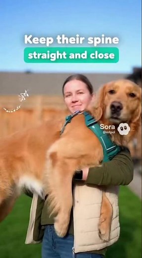 How to Safely Hold a Big Dog