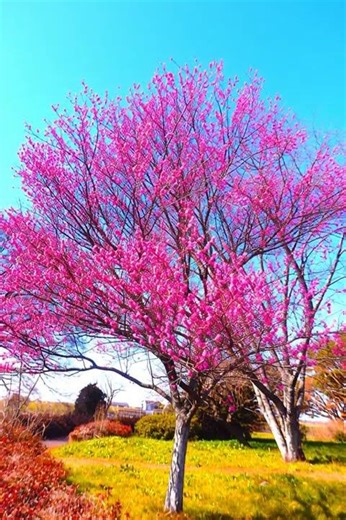元ネタ：茨城県五霞町・中之島公園の花桃