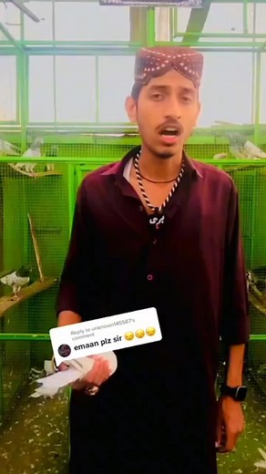 Pigeon Release in Traditional Outdoor Setting